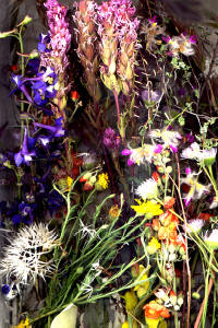 Sedona Wildflowers by Joe Hoover