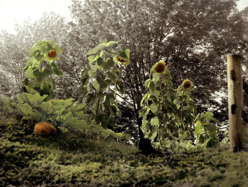 Sunflowers Photograph - Summers Last Dance by Joe Hoover