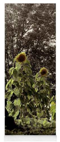 Yoga Matt - Summer's Last Dance Sunflowers by Joe Hoover and Anni Adkins