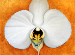 White Orchid on Gold