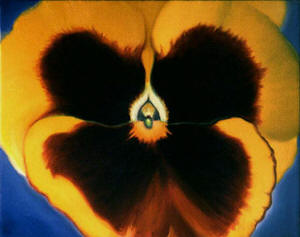 Yellow Pansy by Anni Adkins